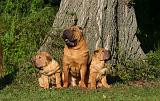 SHAR-PEI 902